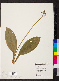 Clintonia borealis image