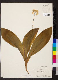 Clintonia umbellulata image