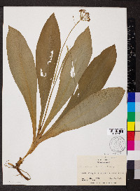 Clintonia umbellulata image