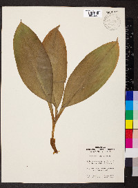 Clintonia umbellulata image