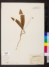 Erythronium albidum image