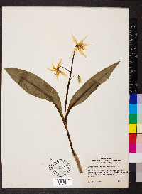 Erythronium grandiflorum image