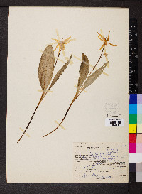 Erythronium grandiflorum image