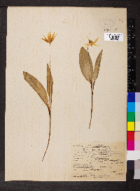 Erythronium grandiflorum image