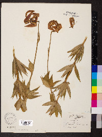 Lilium michiganense image