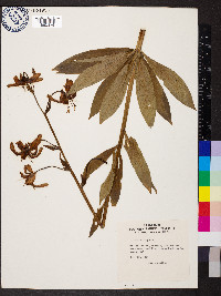 Lilium martagon image