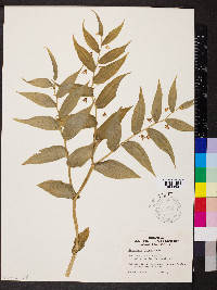 Streptopus roseus image