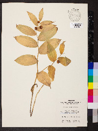 Streptopus roseus image
