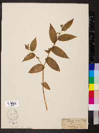 Streptopus roseus image