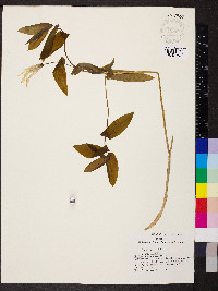 Uvularia grandiflora image