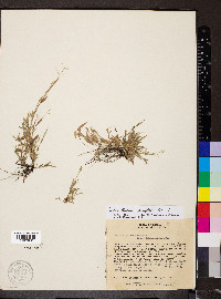 Image of Trichanthecium parvifolium