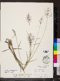 Dichanthelium acuminatum subsp. longiligulatum image