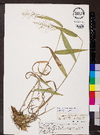 Dichanthelium polyanthes image