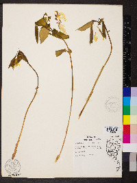 Uvularia grandiflora image