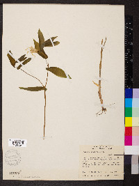 Uvularia grandiflora image