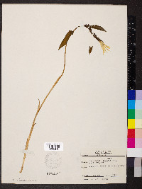 Uvularia grandiflora image