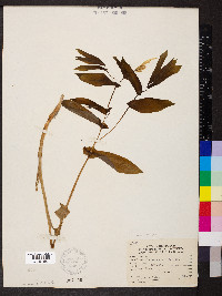 Uvularia grandiflora image