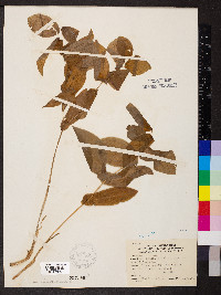 Uvularia grandiflora image