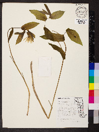 Uvularia grandiflora image