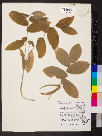Uvularia grandiflora image