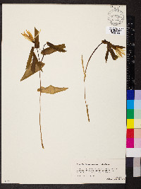 Uvularia grandiflora image