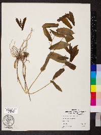 Uvularia grandiflora image