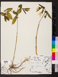 Uvularia grandiflora image