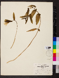 Uvularia grandiflora image