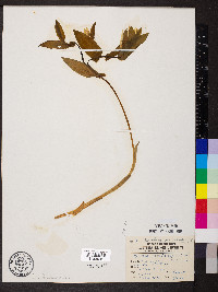 Uvularia grandiflora image