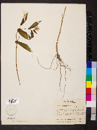 Uvularia grandiflora image