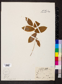 Uvularia grandiflora image