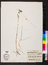 Uvularia sessilifolia image