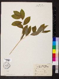 Uvularia sessilifolia image
