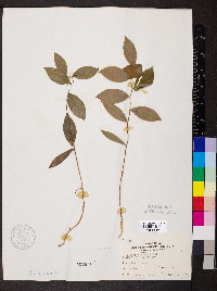 Uvularia sessilifolia image
