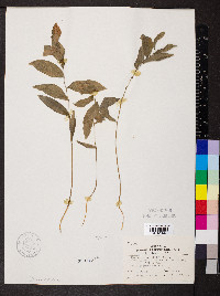 Uvularia sessilifolia image