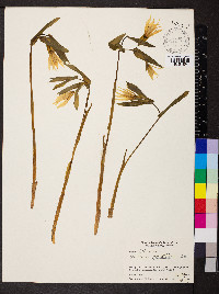 Uvularia grandiflora image