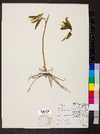 Uvularia grandiflora image