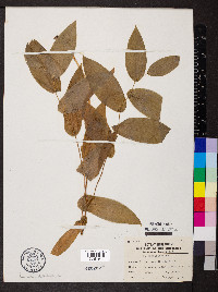 Uvularia grandiflora image