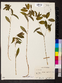 Uvularia sessilifolia image