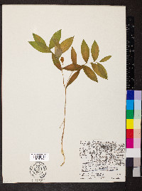 Uvularia sessilifolia image