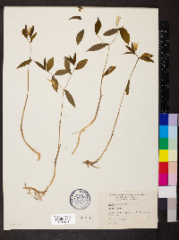 Uvularia sessilifolia image