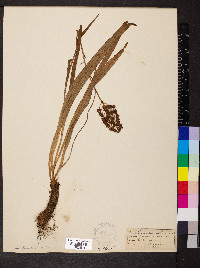 Amianthium muscitoxicum image