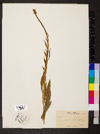 Chamaelirium luteum image