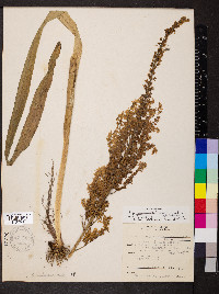 Stenanthium gramineum image