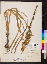 Stenanthium gramineum image