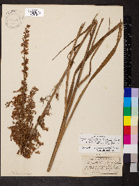 Stenanthium gramineum image