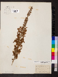 Stenanthium gramineum image