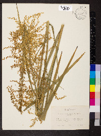 Stenanthium gramineum image