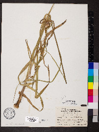 Stenanthium gramineum image