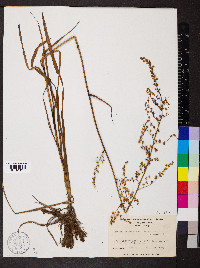 Stenanthium gramineum image